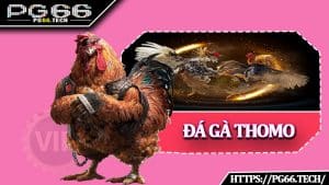 Đá Gà Thomo