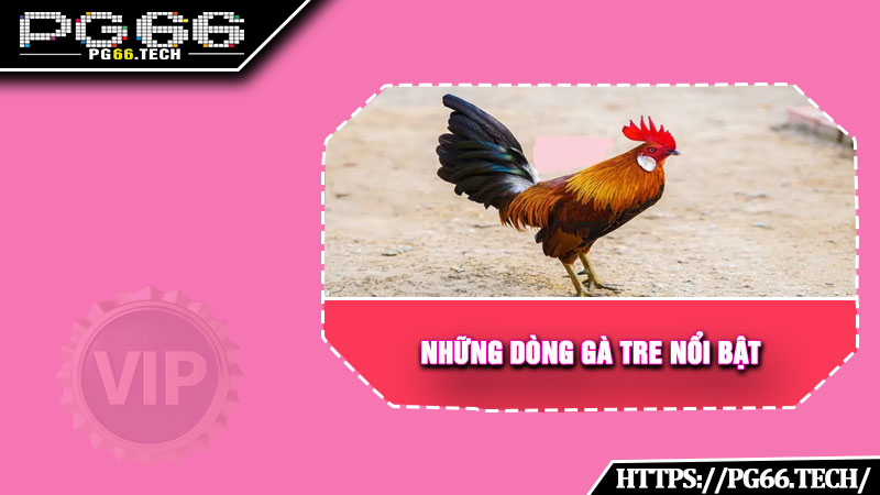 Những dòng gà tre nổi bật góp mặt trong các trận đấu chất lượng cao nhất