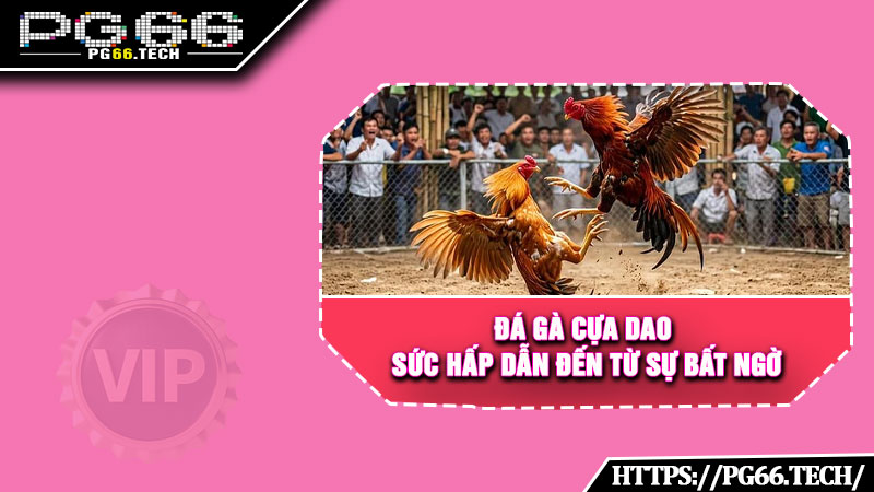 Đá gà cựa dao – Sức hấp dẫn đến từ sự bất ngờ